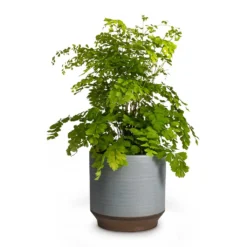 Adiantum Fragrans - Delta Maidenhair Fern 16 Adiantum Fragrans - Delta Maidenhair Fern -Outlet The Ever Sprout Store Adiantum Fragrans Delta Maidenhair Fern 13x30cm Pot Suze Blue 15x14cm