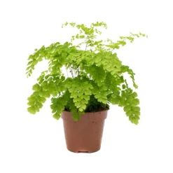 Adiantum Fragrans - Delta Maidenhair Fern 11 Adiantum Fragrans - Delta Maidenhair Fern -Outlet The Ever Sprout Store Adiantum Fragrans Delta Maidenhair Fern