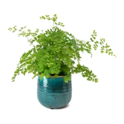 Adiantum Fragrans - Delta Maidenhair Fern 13 Adiantum Fragrans - Delta Maidenhair Fern -Outlet The Ever Sprout Store Adiantum Fragrans Delta Maidenhair Fern Iris Turquoise Plant Pot