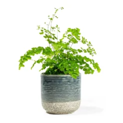 Adiantum Fragrans - Delta Maidenhair Fern 15 Adiantum Fragrans - Delta Maidenhair Fern -Outlet The Ever Sprout Store Adiantum Fragrans Delta Maidenhair Fern Issa Plant Pot Light Blue