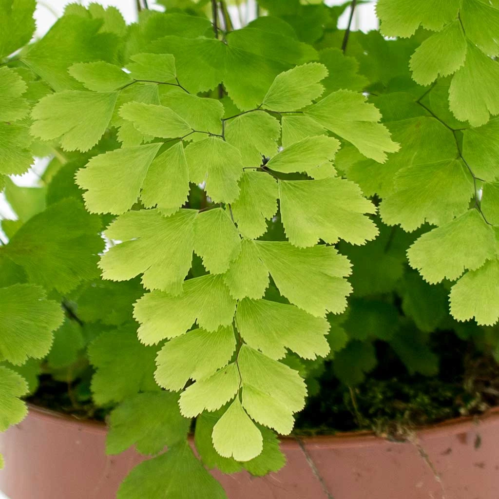 Adiantum Fragrans - Delta Maidenhair Fern 2 Adiantum Fragrans - Delta Maidenhair Fern - Image 2
