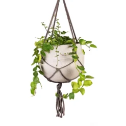 Aeschynanthus Pink Polka - Lipstick Plant -Outlet The Ever Sprout Store Aeschynanthus Pink Polka Lipstick Plant 15x50cm Hans Hanging Plant Pot Light Grey 22x19cm Close