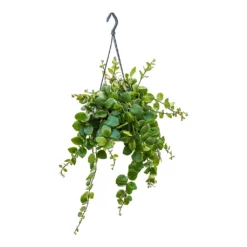 Aeschynanthus Pink Polka - Lipstick Plant -Outlet The Ever Sprout Store Aeschynanthus Pink Polka Lipstick Plant