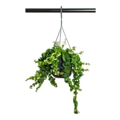 Aeschynanthus Rasta - Lipstick Plant -Outlet The Ever Sprout Store Aeschynanthus Rasta Lipstick Plant 15cm