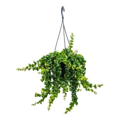 Aeschynanthus Rasta - Lipstick Plant -Outlet The Ever Sprout Store Aeschynanthus Rasta Lipstick Plant