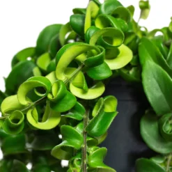 Aeschynanthus Rasta - Lipstick Plant -Outlet The Ever Sprout Store Aeschynanthus Rasta Lipstick Plant Close Up