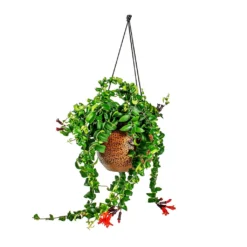 Mya Hanging Planter - Shiny Mocha -Outlet The Ever Sprout Store Aeschynanthus Rasta Lipstick Plant Mya Hanging Planter Shiny Mocha 021dd599 e96a 4584 a075 46b15cd42646