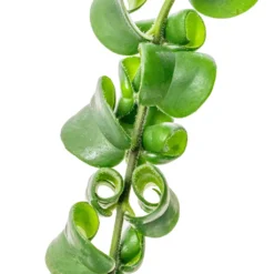 Aeschynanthus Rasta - Lipstick Plant -Outlet The Ever Sprout Store Aeschynanthus Rasta Lipstick Plant SWATCH 2