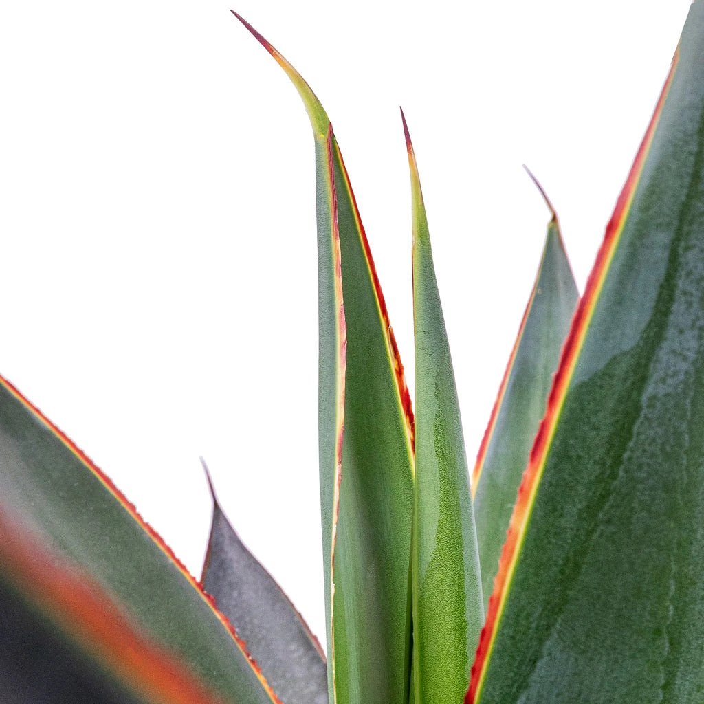 Agave Shaka Zulu 4 Agave Shaka Zulu - Image 4