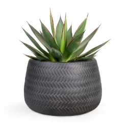 Agave Shaka Zulu 16 Agave Shaka Zulu -Outlet The Ever Sprout Store Agave Shaka Zulu 15x25cm Angle Darcy Plant Pot Anthracite 24x16cm 127ac9dd 3d6f 4c51 a227 021b24db930a