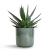 Agave Shaka Zulu