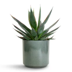 Agave Shaka Zulu