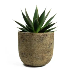 Agave Shaka Zulu 20 Agave Shaka Zulu -Outlet The Ever Sprout Store Agave Shaka Zulu Dian Plant Pot Camel