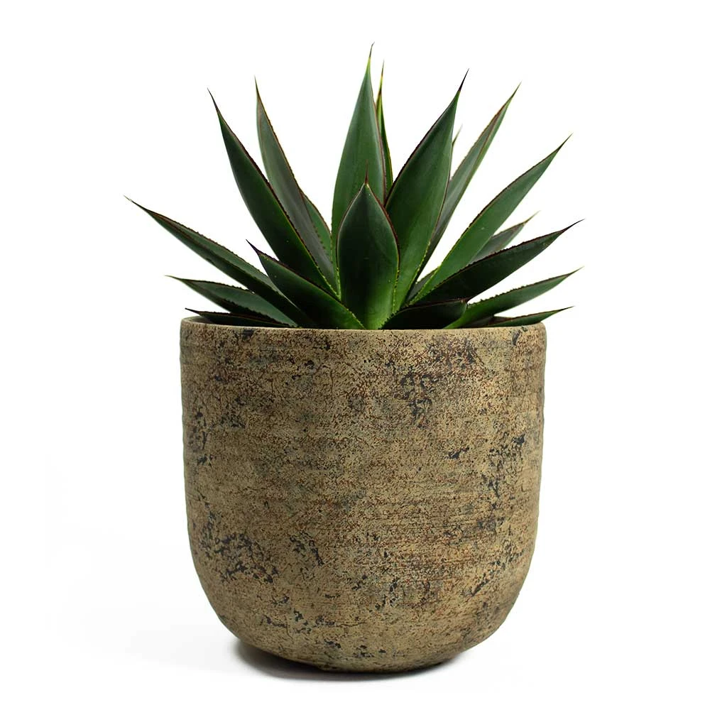 Agave Shaka Zulu 10 Agave Shaka Zulu - Image 10