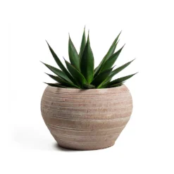 Agave Shaka Zulu 18 Agave Shaka Zulu -Outlet The Ever Sprout Store Agave Shaka Zulu Ina Plant Pot Terracotta