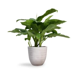 Angle Couple Plant Pot - White 10 Angle Couple Plant Pot - White -Outlet The Ever Sprout Store Aglaonema B.J. Freedman Chinese Evergreen 24x80cm Angle Couple Plant Pot White 30x28cm 4e7cbd8e 96e2 4911 a4d0 856d1f5b2677