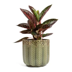 Aglaonema Chocolate - Chinese Evergreen -Outlet The Ever Sprout Store Aglaonema Chocolate Chinese Evergreen Cecil Plant Pot Taupe