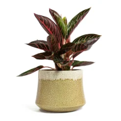 Aglaonema Chocolate - Chinese Evergreen -Outlet The Ever Sprout Store Aglaonema Chocolate Chinese Evergreen Jorrit Plant Pot Camel