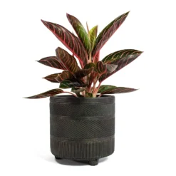 Aglaonema Chocolate - Chinese Evergreen -Outlet The Ever Sprout Store Aglaonema Chocolate Chinese Evergreen Nola Plant Pot Shiny Brown