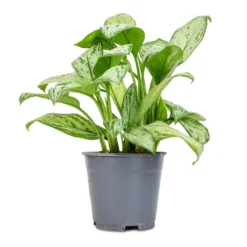 Aglaonema Christina - Chinese Evergreen -Outlet The Ever Sprout Store Aglaonema Christina Chinese Evergreen 14x35cm