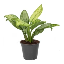 Aglaonema Christina - Chinese Evergreen -Outlet The Ever Sprout Store Aglaonema Christina Chinese Evergreen
