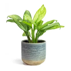 Aglaonema Christina - Chinese Evergreen -Outlet The Ever Sprout Store Aglaonema Christina Chinese Evergreen Issa Plant Pot Light Blue