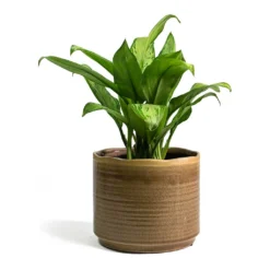 Aglaonema Christina - Chinese Evergreen -Outlet The Ever Sprout Store Aglaonema Christina Chinese Evergreen Jordy Plant Pot Grey