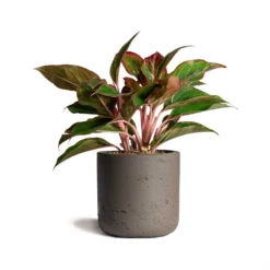 Aglaonema Crete - Chinese Evergreen 22 Aglaonema Crete - Chinese Evergreen -Outlet The Ever Sprout Store Aglaonema Crete Chinese Evergreen 12x25cm Charlie Plant Pot Ash Brown 15x15cm