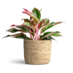 Aglaonema Crete - Chinese Evergreen 17 Aglaonema Crete - Chinese Evergreen -Outlet The Ever Sprout Store Aglaonema Crete Chinese Evergreen 12x25cm Maartje Plant Baskets Set of 5 Jute