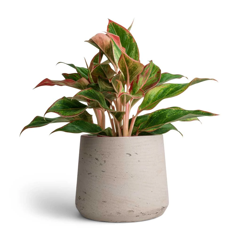 Aglaonema Crete - Chinese Evergreen 8 Aglaonema Crete - Chinese Evergreen - Image 8