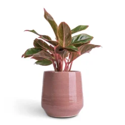 Aglaonema Crete - Chinese Evergreen 16 Aglaonema Crete - Chinese Evergreen -Outlet The Ever Sprout Store Aglaonema Crete Chinese Evergreen 12x25cm Remi Plant Pot Pink 18x19cm b699597c e3b8 4687 99fb 75c93a7c4ca6