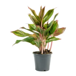 Aglaonema Crete - Chinese Evergreen 21 Aglaonema Crete - Chinese Evergreen -Outlet The Ever Sprout Store Aglaonema Crete Chinese Evergreen