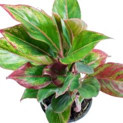 Aglaonema Crete - Chinese Evergreen 19 Aglaonema Crete - Chinese Evergreen -Outlet The Ever Sprout Store Aglaonema Crete Chinese Evergreen Leaves