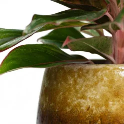 Aglaonema Crete - Chinese Evergreen 24 Aglaonema Crete - Chinese Evergreen -Outlet The Ever Sprout Store Aglaonema Crete Chinese Evergreen Lindy Plant Pot Ochre Close Up be0c6f66 4517 4a84 88ea d9ad39e1080a