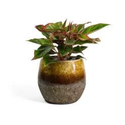 Aglaonema Crete - Chinese Evergreen 23 Aglaonema Crete - Chinese Evergreen -Outlet The Ever Sprout Store Aglaonema Crete Chinese Evergreen Lindy Plant Pot Ochre ef37a1ee 6836 421c 8ed8 a8094bed3ad4