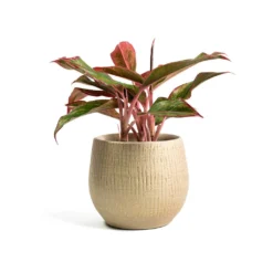 Aglaonema Crete - Chinese Evergreen 18 Aglaonema Crete - Chinese Evergreen -Outlet The Ever Sprout Store Aglaonema Crete Chinese Evergreen Ryan Plant Pot Sand Gold 905bf1a7 16ef 47ef a97b e5fe73b429e3