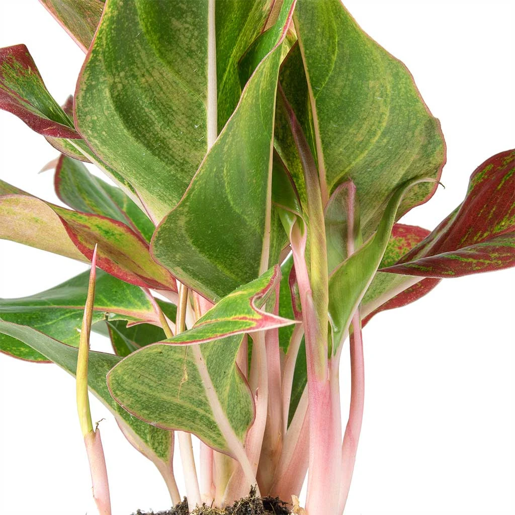 Aglaonema Crete - Chinese Evergreen 2 Aglaonema Crete - Chinese Evergreen - Image 2