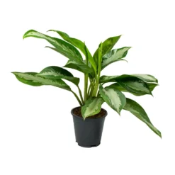 Aglaonema Diamond Bay - Chinese Evergreen -Outlet The Ever Sprout Store Aglaonema Diamond Bay Chinese Evergreen 17x55cm