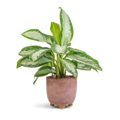 Aglaonema Diamond Bay - Chinese Evergreen -Outlet The Ever Sprout Store Aglaonema Diamond Bay Chinese Evergreen 17x55cm Kaat Plant Pot Old Pink 20x20cm