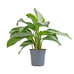 Aglaonema Diamond Bay - Chinese Evergreen -Outlet The Ever Sprout Store Aglaonema Diamond Bay Chinese Evergreen 17x55cm 08d6ab0b 081a 4463 a8bf 9795e35ae969