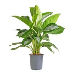 Aglaonema Diamond Bay - Chinese Evergreen -Outlet The Ever Sprout Store Aglaonema Diamond Bay Chinese Evergreen 21x50cm