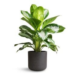 Outlet The Ever Sprout Store 13 Aglaonema Diamond Bay - Chinese Evergreen