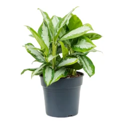 Aglaonema Diamond Bay - Chinese Evergreen -Outlet The Ever Sprout Store Aglaonema Diamond Bay Chinese Evergreen 30cm