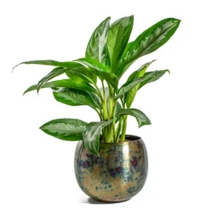 Aglaonema Diamond Bay - Chinese Evergreen -Outlet The Ever Sprout Store Aglaonema Diamond Bay Chinese Evergreen Kian Metal Plant Pots Set of 3 Large Sky Burn