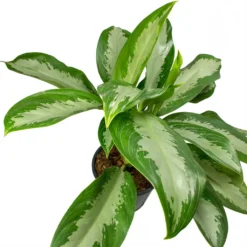Aglaonema Diamond Bay - Chinese Evergreen -Outlet The Ever Sprout Store Aglaonema Diamond Bay Chinese Evergreen Leaves