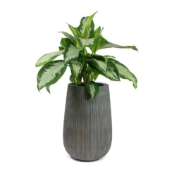 Patt High Plant Vase - Ridged Dark Grey 23 Patt High Plant Vase - Ridged Dark Grey -Outlet The Ever Sprout Store Aglaonema Diamond Bay Chinese Evergreen Patt High Plant Vase Ridged Dark Grey