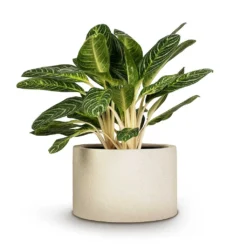 Grigio Cylinder Planter - Antique White Concrete -Outlet The Ever Sprout Store Aglaonema Key Lime Chinese Evergreen 27x75cm Grigio Cylinder Planter Antique White Concrete 48x32cm