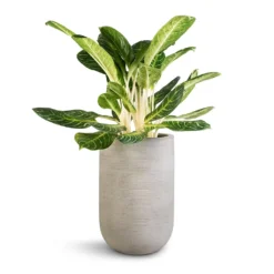 Cody Plant Vase - Ridged Cement -Outlet The Ever Sprout Store Aglaonema Key Lime Chinese Evergreen Cody Plant Vase Ridged Cement 35x55cm