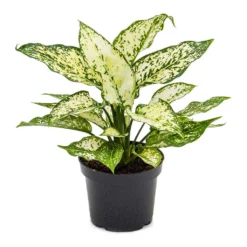 Aglaonema Kiwi - Chinese Evergreen -Outlet The Ever Sprout Store Aglaonema Kiwi Chinese Evergreen 12cm
