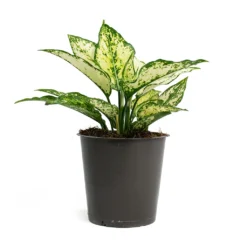 Aglaonema Kiwi - Chinese Evergreen -Outlet The Ever Sprout Store Aglaonema Kiwi Chinese Evergreen 12cm 256f67b9 d96f 4ff1 830f 4a0556233ef6